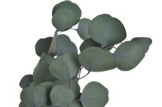 Stabilizovaný eukalyptus Populus zelený 60–70 cm, 100 g