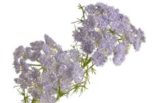 Umělý kvetoucí kopr dl. 88cm