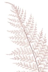 Umělý barvený list kapradí, dl. 57cm_14