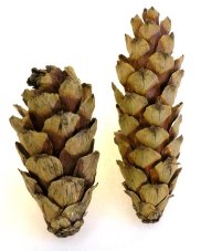 Přírodní dekorace strobus 10-15cm -10ks