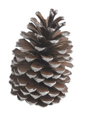 Přřírodní dekorace šiška maritima WT MIX 14-18cmH - 1ks