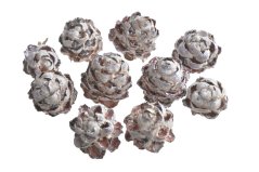 Přírodní dekorace šištičky Pubescens  WW 200g