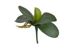 Umělé listy orchideje s kořínky dl.22cm