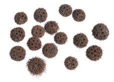 Přírodní dekorace kulaté plody Ø 2-3cm - 100g