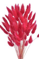 Přírodní sušený,bělený/barvený lagurus dl. 60cm RED