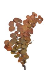 Stabilizovaný eukalyptus Populus světle hnědý 60–70 cm, 100 g
