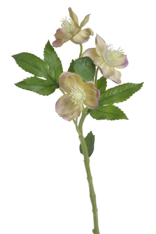 Umělá čemeřice, 3 květy dl. 37cm 209CAN3127_13