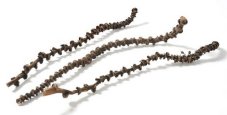 Přírodní materiál  banana stem dl. 40-50cm - 10ks