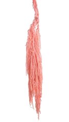 Přírodní preparovaný Amaranthus dl. 100cm 5szt Pink