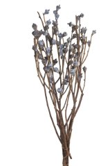 Svazek preparovaného Eukalyptu dl. 50cm