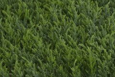 Umělý koberec z chvojových větviček - možnost nastavení dalšího dílu 50cm x 50cm x 8cmH