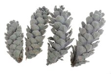 Dekorační šišky Strobus zelené 15–20 cm – 4 ks