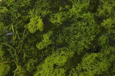 Island Moss – stabilizovaný dekorační mech 250 g