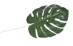 Umělý list monstera  24cm x 22cm , zápich 58cm