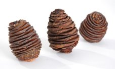 Platyspermum sušené 6–8 cm – 250 g