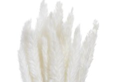 Přírodní dekorace Mini pampas dl. 70-75cmH - 20ks