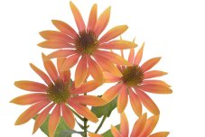 Kvetoucí umělá Echinacea, květ Ø 12cm, dl. 76cm