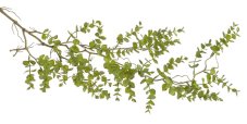 Umělá rostlina převislá větvička eukalyptus dl. 100cm