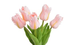 Tulipán papouščí 5 ks ve svazku s listy, 32 cm, barva 18