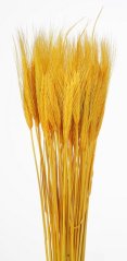 Přírodní sušené a barvené obilí na aranžování dl. 60cm_05