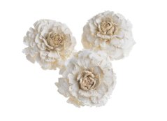 Přírodní dekorace Cedar rose wyb 5-6cm - 10 ks