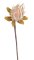 Umělá protea květ Ø 18cm, dl 94cm