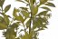 Umělá rostlina větvička ruskusu  s kvítky dl. 73cm - zápich_03