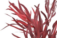Stabilizovaný eukalyptus Nicolii červený 70 cm, 100 g