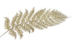 89CAN403044_GLD list kapradí