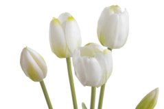 Svazek plastových tulipánů, hlavička 5cm, dl. celkem  40cm - 5 kusů
