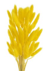 Přírodní sušený,bělený/barvený lagurus dl. 60cm  LT.YELOW