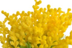 Svazek umělé kvetoucí mimosy dl. 28cm - 10ks