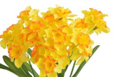 Kytice umělých narcisek - 7 stonků/35 květů, květ 5cm dl. celkem 40cm