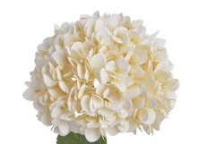 Umělá hortenzie, hlavička Ø 22cm. celkem dl.76cm