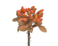 Svazek větviček divoké růže s plody dl. 22 cm - 3ks