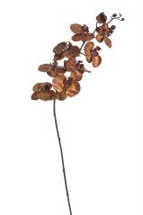 Orchidej 100cm - bordó + zlatá patina