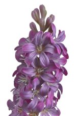 Umělý kvetoucí hyacint, květ dl.16cm, dl. celkem 50cm