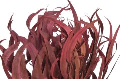 Přírodní materiál svazek Eukalyptus willow 60-70cm -150g