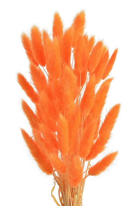 Přírodní sušený,bělený/barvený lagurus dl. 60cm  ORANGE