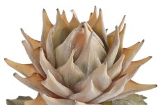 Umělá kvetoucí protea Ø17cm/ dl.74 cm