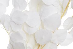 Přírodní dekorace Eukaliptus populus bělený dl. 70cm - 100g