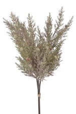 Cypřiš 50 cm, 3 větvičky