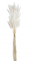 Přírodní sušený,bělený/barvený lagurus dl. 60cm  WH