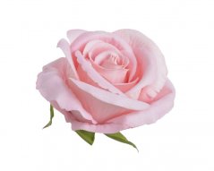 Velká hlavička umělé polorozvité růže 8 cm, 6ks, barva_48
