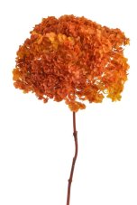 Stabilizovaná hortenzie Annabelle žluto-oranžová 20–25 cm – přírodní květ