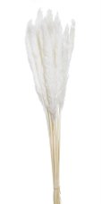 Přírodní dekorace Mini pampas dl. 70-75cmH - 20ks
