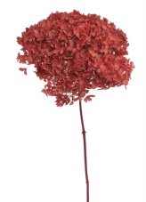 Stabilizovaná hortenzie Annabelle tmavě růžová 20–25 cm – přírodní květ