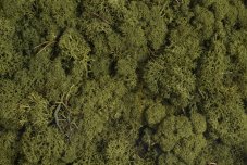 Island Moss – stabilizovaný dekorační mech 250 g