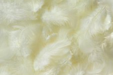 Přírodní barvené peří 7 - 12 cm, CREAM_CR