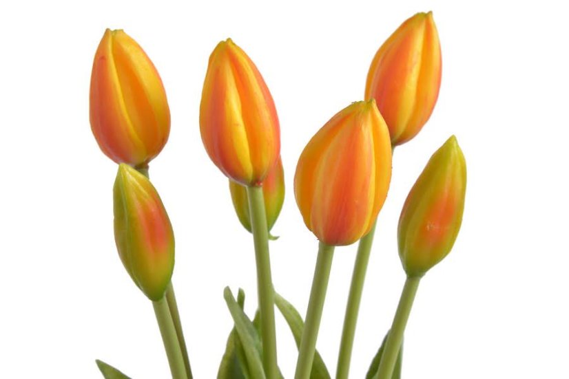 Svazek plastových tulipánů 5ks dl. 43cm